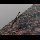 Eine Gottesanbeterin auf dem Handlauf der Treppe